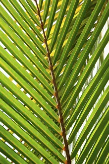 Close Up Palm Leaf Stampe: Detail of leaf of a palm tree with single