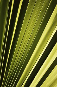 Palm Tree Leaf Stampe: Leaf of the palmtree