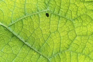 Close View Of A Leaf Stampe: A leaf with a small hole in it