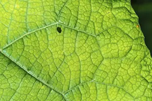 Close Up Of A Leaf Stampe: A leaf with a small hole in it