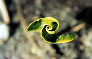 Fresh Green Vegetation Stampe: Leaf spiral
