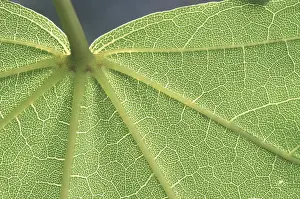 Macro Leaf Photography Stampe: Leaf structure