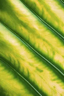 Close Up Macro Photos Stampe: Leaf structure