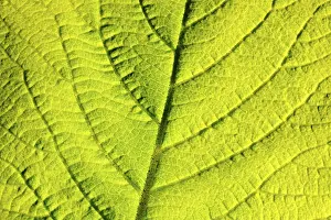Detailed Botanical Photography Stampe: Leaf structure, close-up