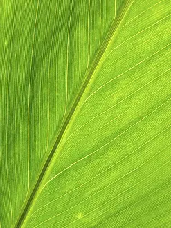 Green Leaf Structure Stampe: LEAF, STRUCTURE, LEAF STRUCTURES