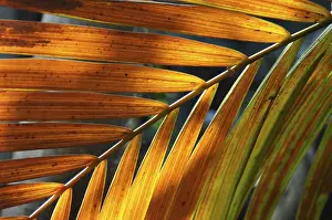 Leaf Structure Stampe: LEAF, STRUCTURE, LEAF STRUCTURES