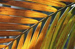 Deserted Plant Scene Stampe: LEAF, STRUCTURE, LEAF STRUCTURES