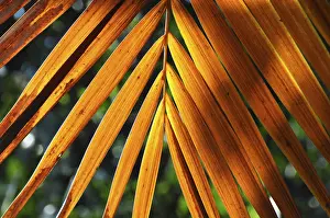 Leaf Structure Stampe: LEAF, STRUCTURE, LEAF STRUCTURES