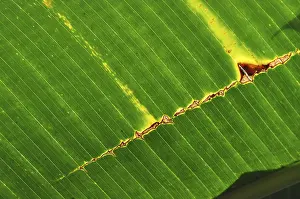 Deserted Open Air Scene Stampe: LEAF, STRUCTURE, LEAF STRUCTURES