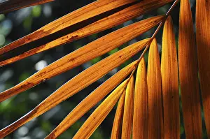 Leaf Structure Stampe: LEAF, STRUCTURE, LEAF STRUCTURES