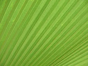 Green Leaf Structure Stampe: LEAF, STRUCTURE, LEAF STRUCTURES