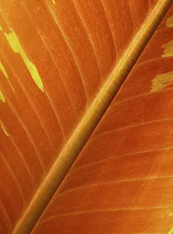 Botany Nature Photos Stampe: LEAF, STRUCTURE, LEAF STRUCTURES