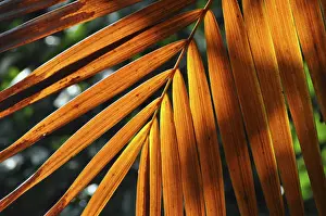 Leaf Structure Stampe: LEAF, STRUCTURE, LEAF STRUCTURES