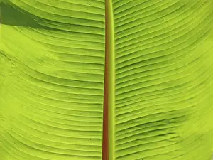 Green Leaf Structure Stampe: LEAF, STRUCTURE, LEAF STRUCTURES