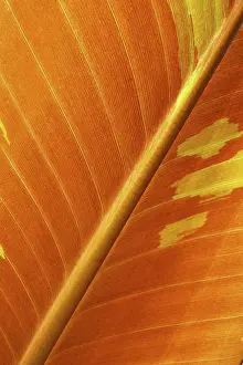 Leaf Structure Stampe: LEAF, STRUCTURE, LEAF STRUCTURES