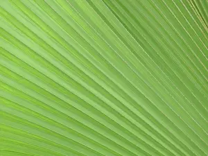 Green Leaf Structure Stampe: LEAF, STRUCTURE, LEAF STRUCTURES