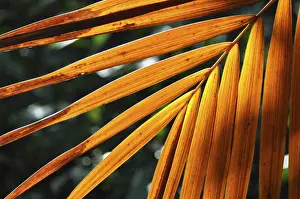 Deserted Plant Life Stampe: LEAF, STRUCTURE, LEAF STRUCTURES