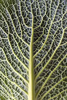 Leaf Structure Of Cabbage Stampe: Leaf structure of a vegetable cabbage (Brassica oleracea var)