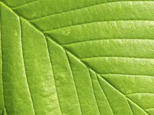Deciduous Tree Leaves Stampe: Leaf structures, leaf, leaf vein