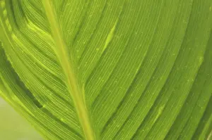 Deserted Plant Life Stampe: Leaf structures, leaf structure