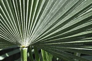 Deserted Tropical Plants Stampe: Leaf structures, leaf, structure