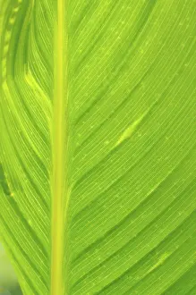 Leaf Structure Stampe: Leaf structures, leaf structure