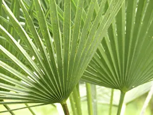Deserted Plant Life Stampe: Leaf structures, leaf structure