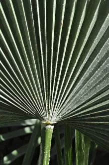Green Leaf Veins Stampe: Leaf structures, leaf, structure