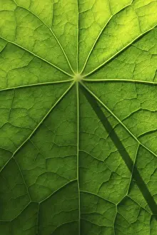 Deserted Open Air Plants Stampe: Leaf surface, structure of a nasturtium