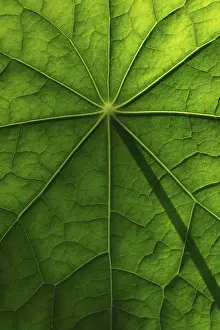 Brassicaceae Plant Surface Stampe: Leaf surface, structure of a nasturtium