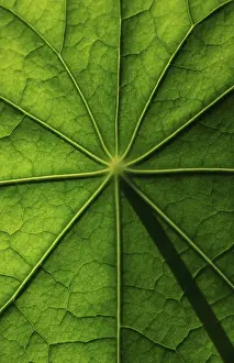 Brassicaceae Plant Surface Stampe: Leaf surface, structure of a nasturtium