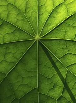 Brassicaceae Plant Surface Stampe: Leaf surface, structure of a nasturtium