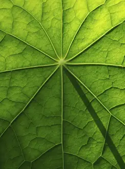 Brassicaceae Plant Surface Stampe: Leaf surface, structure of a nasturtium