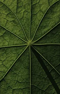 Deserted Open Air Plants Stampe: Leaf surface, structure of a nasturtium