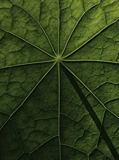 Brassicaceae Plant Surface Stampe: Leaf surface, structure of a nasturtium