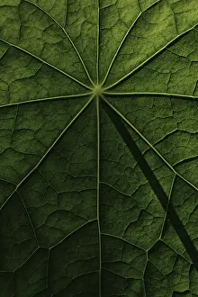 Nasturtium Leaf Structure Stampe: Leaf surface, structure of a nasturtium