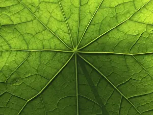 Nature Patterns On Leaves Stampe: Leaf surface structure of nasturtium