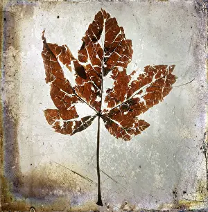 Studio Shot Of A Leaf Stampe: Leaf, with textured effect