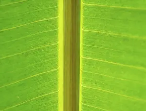 Atmospheric Backlight Photography Stampe: Leaf with thick leaf vein in backlight