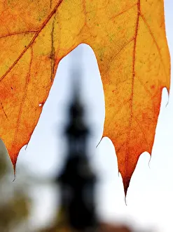 Deserted Plant Structure Stampe: Leaf and tower