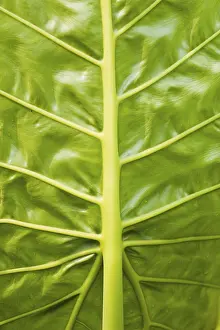 Large Emerald Green Leaves Stampe: Leaf veins