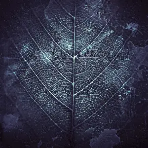 Leaf Vein Structure Stampe: Leaf veins, background