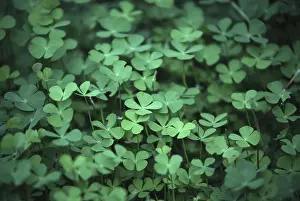 Colorful Leaves Stampe: Four leafed clover
