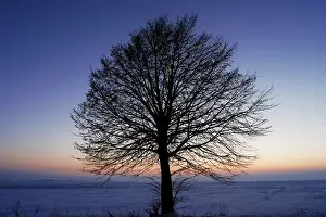 Deciduous Trees In Winter Stampe: Leafless tree