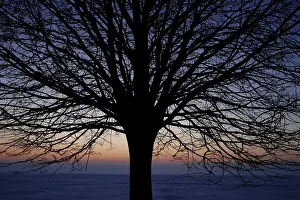 Deciduous Tree In Snow Stampe: Leafless tree