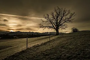 Backlit Tree Photo Stampe: Leafless tree in front of a dramatic sky with Alpine chain in the background