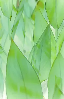 Macro Leaf Photography Stampe: Leafs