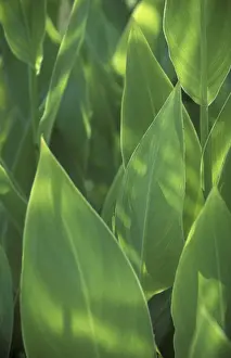 Aesthetic Macro Photography Stampe: Leafs macro