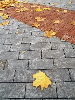 Eastern European Autumn Colors Stampe: Leafves of maple on paving