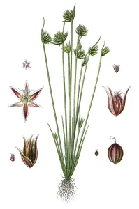 Agricultural Crop Pictures Stampe: Leafybract Dwarf Rush (Juncus capitalus)